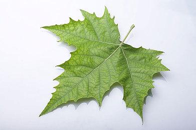 《Domenation》Steam页面上线 大逃杀类战斗射击